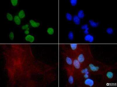 Immunocytochemistry/Immunofluorescence: Histone H3 [Monomethyl Lys9] Antibody [NB21-1071] - Antibody at 1:50 in HeLa cells with FITC (green). Nuclei and actin were counterstained with DAPI (blue) and Phalloidin (red).